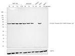 Chicken IgY (H+L) Secondary Antibody in Western Blot (WB)