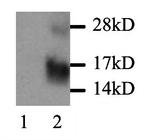 MCP-1 Antibody in Western Blot (WB)