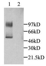 CX3CL1 Antibody in Western Blot (WB)
