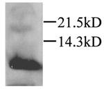 MIP-3 alpha Antibody in Western Blot (WB)