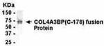 CERT Antibody in Western Blot (WB)