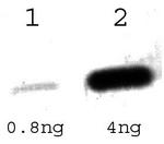 Tet Repressor Antibody in Western Blot (WB)