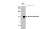 HA Tag Antibody in Western Blot (WB)