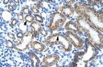 L-Myc Antibody in Immunohistochemistry (Paraffin) (IHC (P))