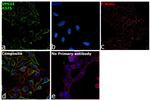 VPS34 Antibody in Immunocytochemistry (ICC/IF)