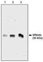 SRPRB Antibody in Western Blot (WB)