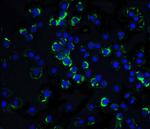 RAIDD Antibody in Immunocytochemistry (ICC/IF)