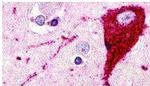 GPR173 Antibody in Immunohistochemistry (Paraffin) (IHC (P))