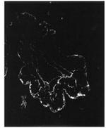 PDE4A Antibody in Immunohistochemistry (Frozen) (IHC (F))