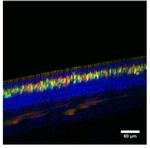 PDE4A Antibody in Immunohistochemistry (Frozen) (IHC (F))