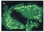 PDE4A Antibody in Immunohistochemistry (Frozen) (IHC (F))