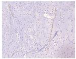 PDE4A Antibody in Immunohistochemistry (Paraffin) (IHC (P))