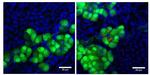 NPR1 Antibody in Immunohistochemistry (IHC)