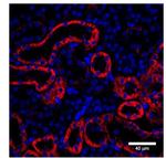 NPR1 Antibody in Immunohistochemistry (IHC)