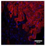 NPR1 Antibody in Immunohistochemistry (IHC)