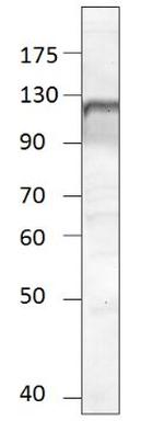 NPR1 Antibody in Western Blot (WB)