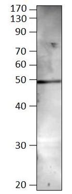 BMP-8B Antibody in Western Blot (WB)