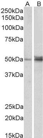 FOXL2 Antibody in Western Blot (WB)