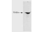 RFX5 Antibody in Western Blot (WB)