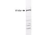 IKK beta Antibody in Western Blot (WB)