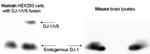 DJ-1 Antibody in Western Blot (WB)