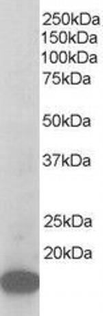 p21 ARC Antibody in Western Blot (WB)