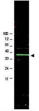 BMI-1 Antibody in Western Blot (WB)