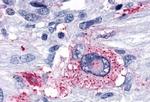 OPRD1 Antibody in Immunohistochemistry (Paraffin) (IHC (P))