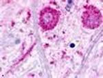 TAAR3 Antibody in Immunohistochemistry (Paraffin) (IHC (P))