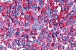 D4 Dopamine Receptor Antibody in Immunohistochemistry (Paraffin) (IHC (P))