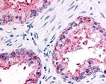 PSGR Antibody in Immunohistochemistry (Paraffin) (IHC (P))