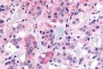 GHSR Antibody in Immunohistochemistry (Paraffin) (IHC (P))