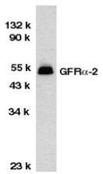 GFR alpha-2 Antibody in Western Blot (WB)