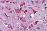 GPR128 Antibody in Immunohistochemistry (Paraffin) (IHC (P))