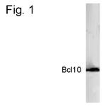 Bcl-10 Antibody in Western Blot (WB)