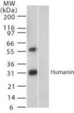 Humanin Antibody in Western Blot (WB)