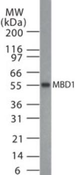 MBD1 Antibody in Western Blot (WB)