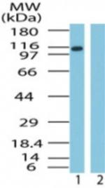 Importin 9 Antibody in Western Blot (WB)