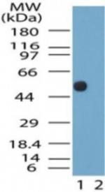 NTSR2 Antibody in Western Blot (WB)