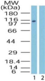 Importin 9 Antibody in Western Blot (WB)