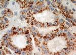 XPO4 Antibody in Immunohistochemistry (Paraffin) (IHC (P))