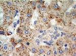 XPO4 Antibody in Immunohistochemistry (Paraffin) (IHC (P))