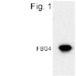 FBG4 Antibody in Western Blot (WB)