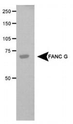 FANCG Antibody in Western Blot (WB)