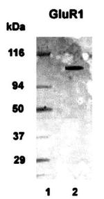 mGluR1 Antibody in Western Blot (WB)