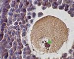 SCP1 Antibody in Immunohistochemistry (Paraffin) (IHC (P))