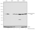 Phospho-c-Raf (Ser301) Antibody