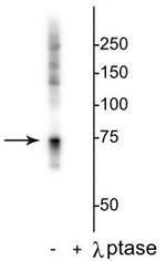 Phospho-c-Raf (Ser642) Antibody in Western Blot (WB)