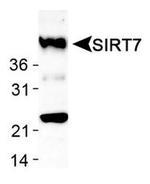 SIRT7 Antibody in Western Blot (WB)