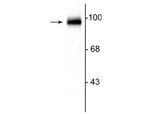 GluR2/GluR3 Antibody in Western Blot (WB)